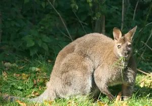 Bennett's Kangaroo