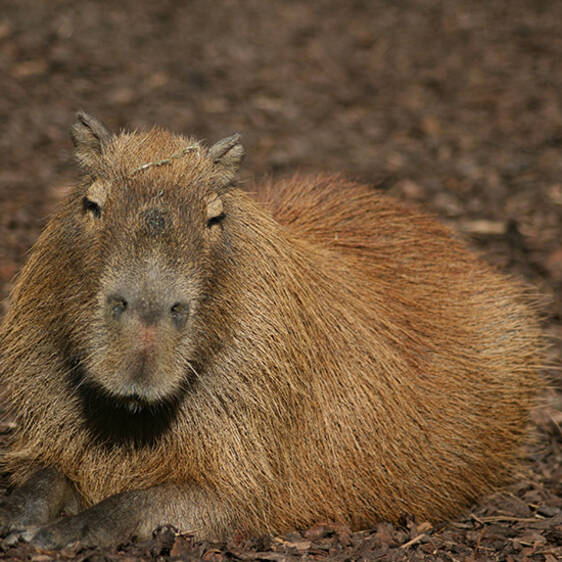Capybaras in Styria