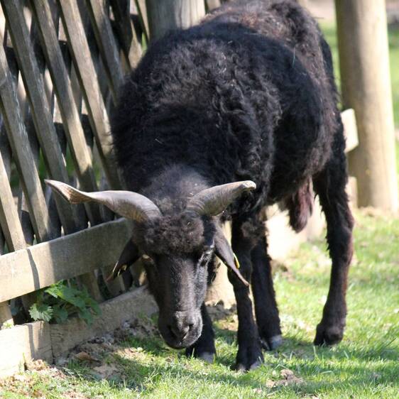 Hungarian Fringed Sheep