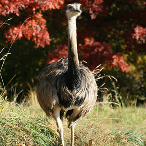 Nandu at the zoo in Styria