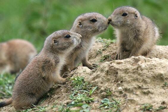 Young prairie dogs at Tierwelt Herberstein