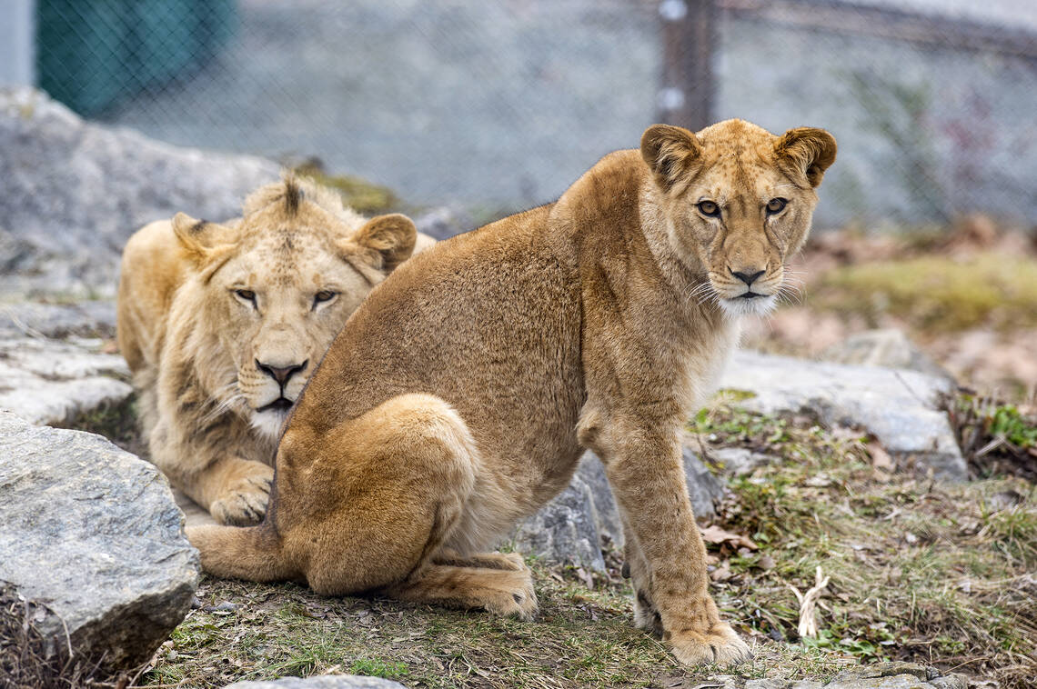 Amira and Caesar at Herberstein Wildlife Park