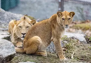 African Lion in Styria
