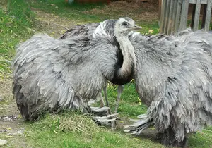 Nandu at the zoo in Styria