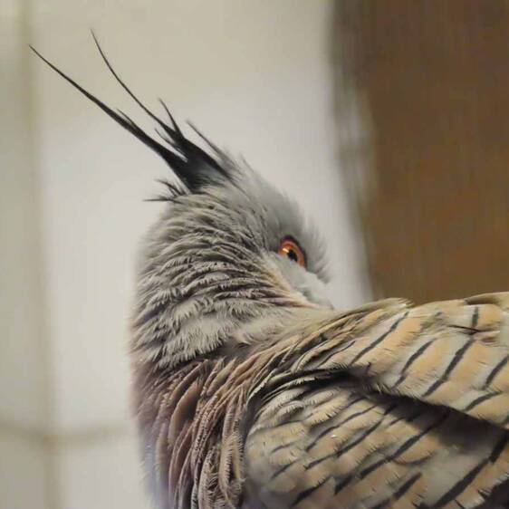 Pointed-crested Pigeon