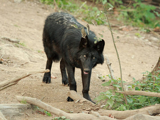 Timberwolf at Herberstein Wildlife Park