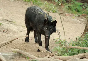 Timberwolf in Styria