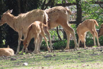Baby Animals in Styria