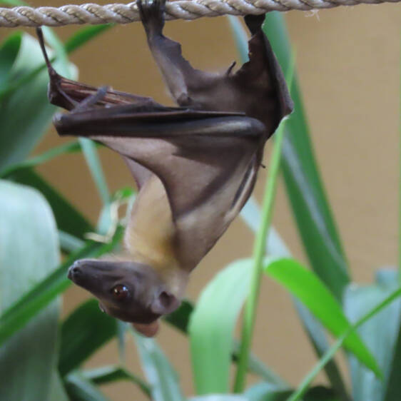 Palm Flying Fox at Herberstein Wildlife Park