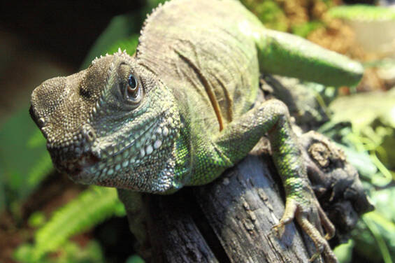 Water Agamas at Tierwelt Herberstein