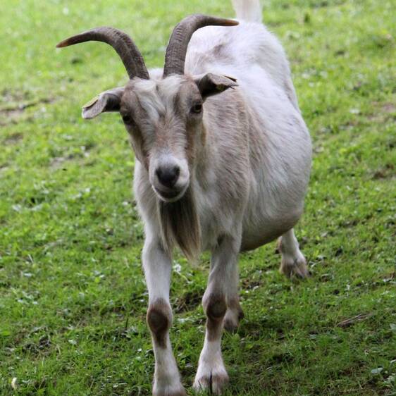 Pygmy goat at the petting zoo