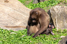 "The Animal World of Herberstein" (c) Harry Schiffer