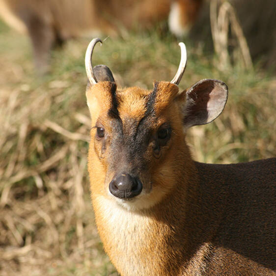 Chinese Muntjac