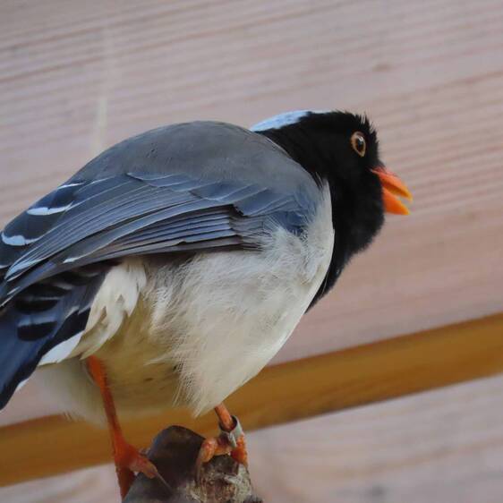 Red-billed Bunting at Herberstein Wildlife Park