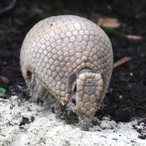 Ball-tailed armadillo in Styria