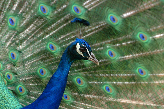 Peacock at Herberstein Wildlife Park