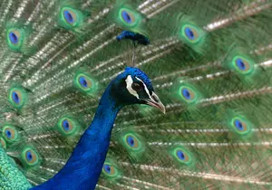 Blue Peacock