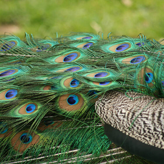 Blue Peacock
