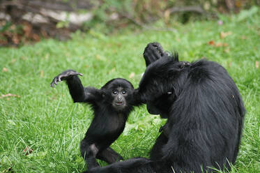 Siamang at Herberstein Wildlife Park