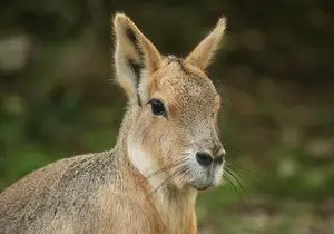 Mara at the Zoo in Styria