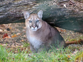 Nilam, a female puma