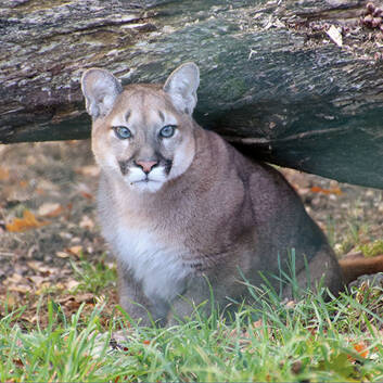 Nilam, a female puma