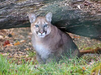 Nilam, a female puma
