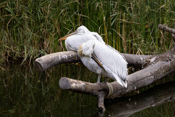 A pelican at the Full Moon Festival at Tierwelt Herberstein.