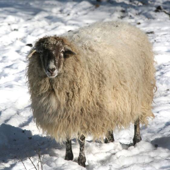 Hungarian Fringed Sheep