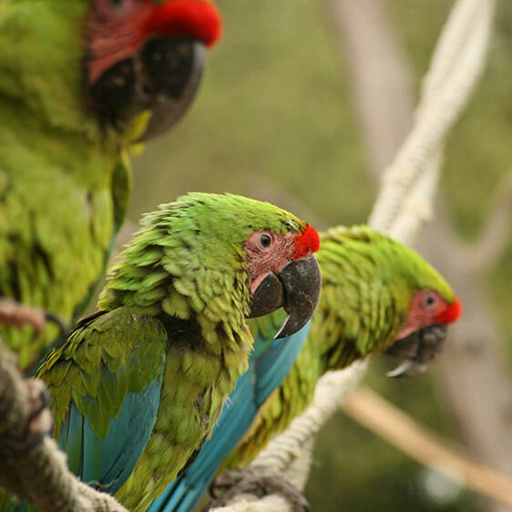 Great Military Macaw in Styria