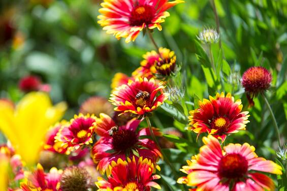 Cockade Flowers at Herberstein Wildlife Park