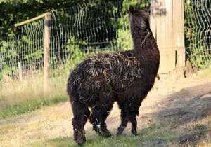 Alpaca at the zoo in Styria