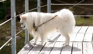 Mystery Tour with a Dog