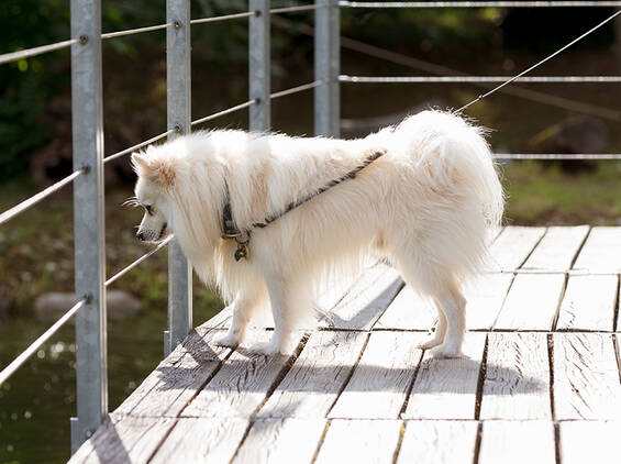 A Dog on the Move in the Wild