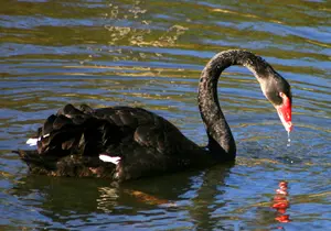 Mourning Swan