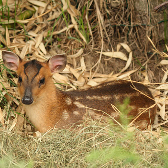 Chinese Muntjac