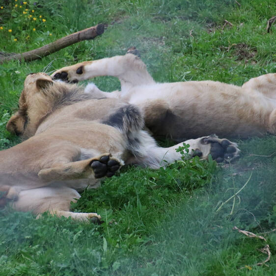 African Lion in Styria