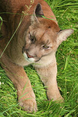 Puma at Herberstein Wildlife Park