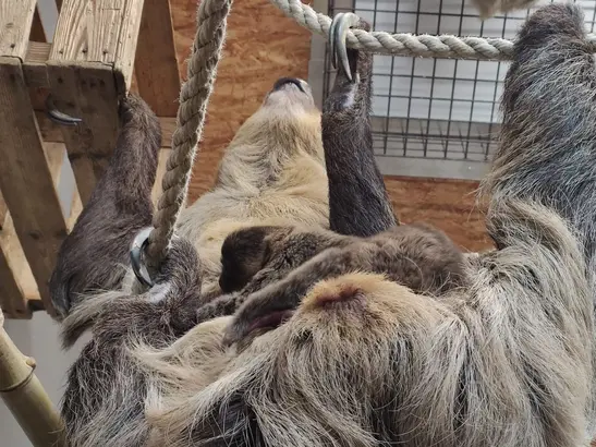 New Year's Baby at Herberstein Wildlife Park