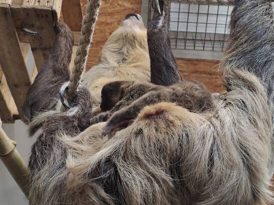 New Sloth Arrives at Herberstein Wildlife Park