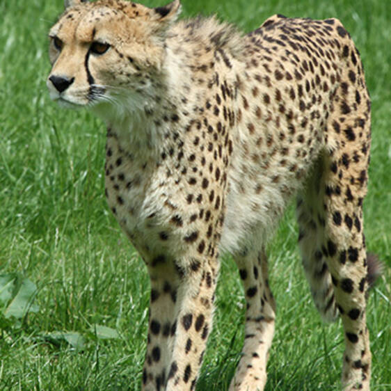 Cheetah at the zoo in Styria