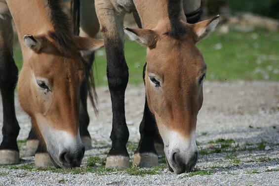 Przewalski's horses at Tierwelt Herberstein in Styria