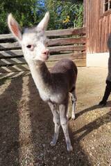 Baby Animals in Styria