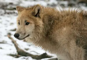 Hudson Bay Wolf in Styria