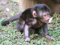 Dschelada's Young Talent "Jasper"