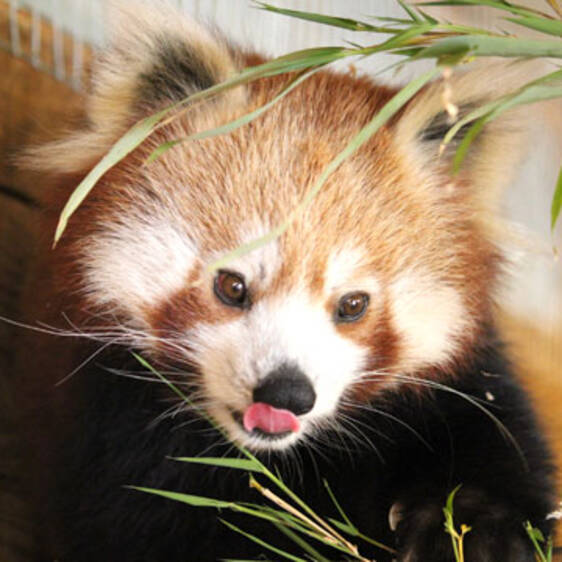 Red Panda