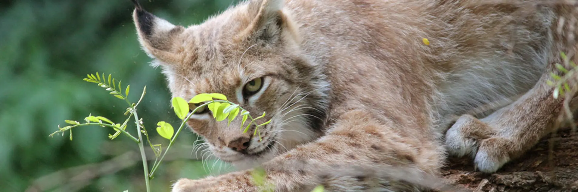Luchs Summer