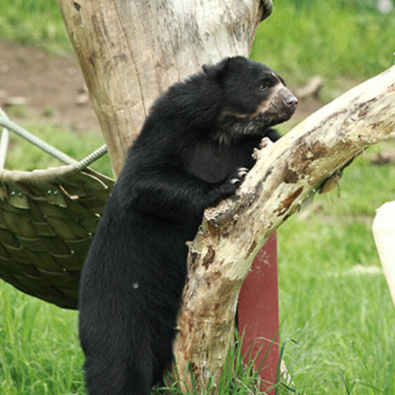 Spectacled Bear in Styria