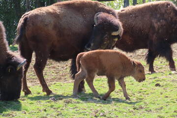 Baby Animals in Styria