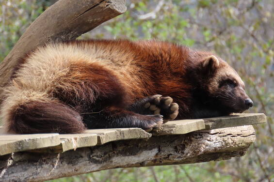 A Glutton at Herberstein Wildlife Park